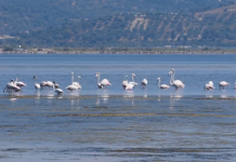 Flamingosi u Albaniji