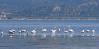 Flamingosi u Albaniji