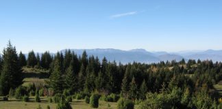 Proizvodnja šumskih sortimenata