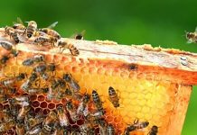 Pčelari