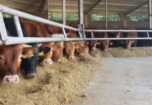 Poljoprivrednicima i prerađivačima u FBiH isplaćeno 42,9 miliona KM