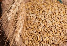 Cijena ječma u Evropi izjednačila se s pšenicom prvi put nakon godina