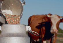 Ko kupi kajmak sa otkupnih cijena mlijeka